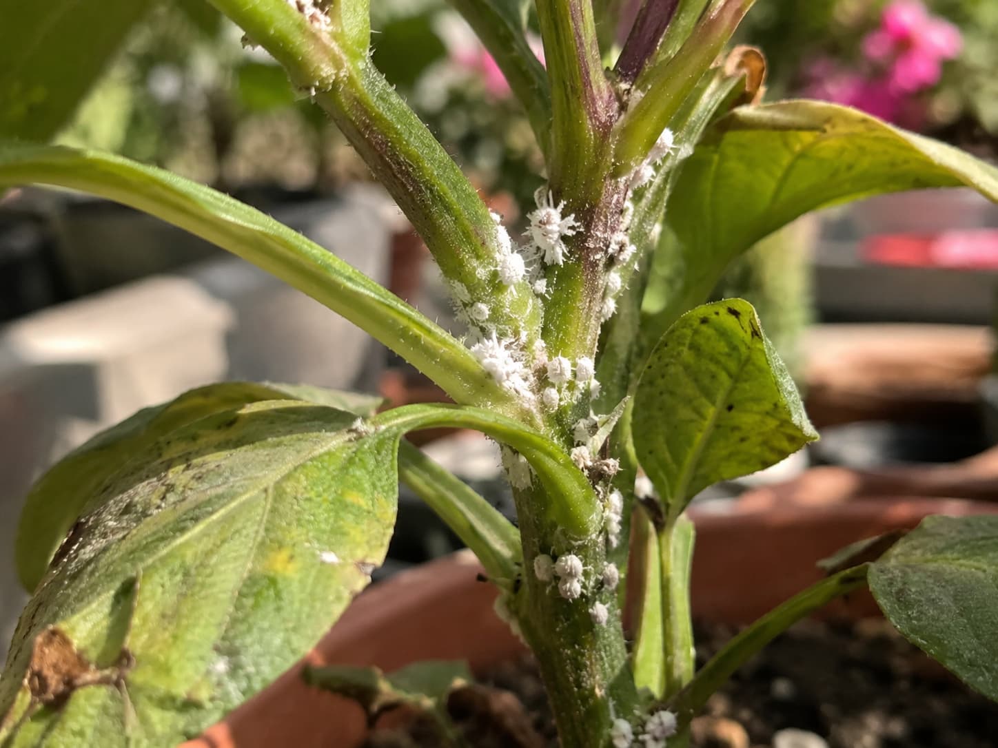 White cottony mealybugs gathered in leaf joints and stem crevices on a stressed container plant.