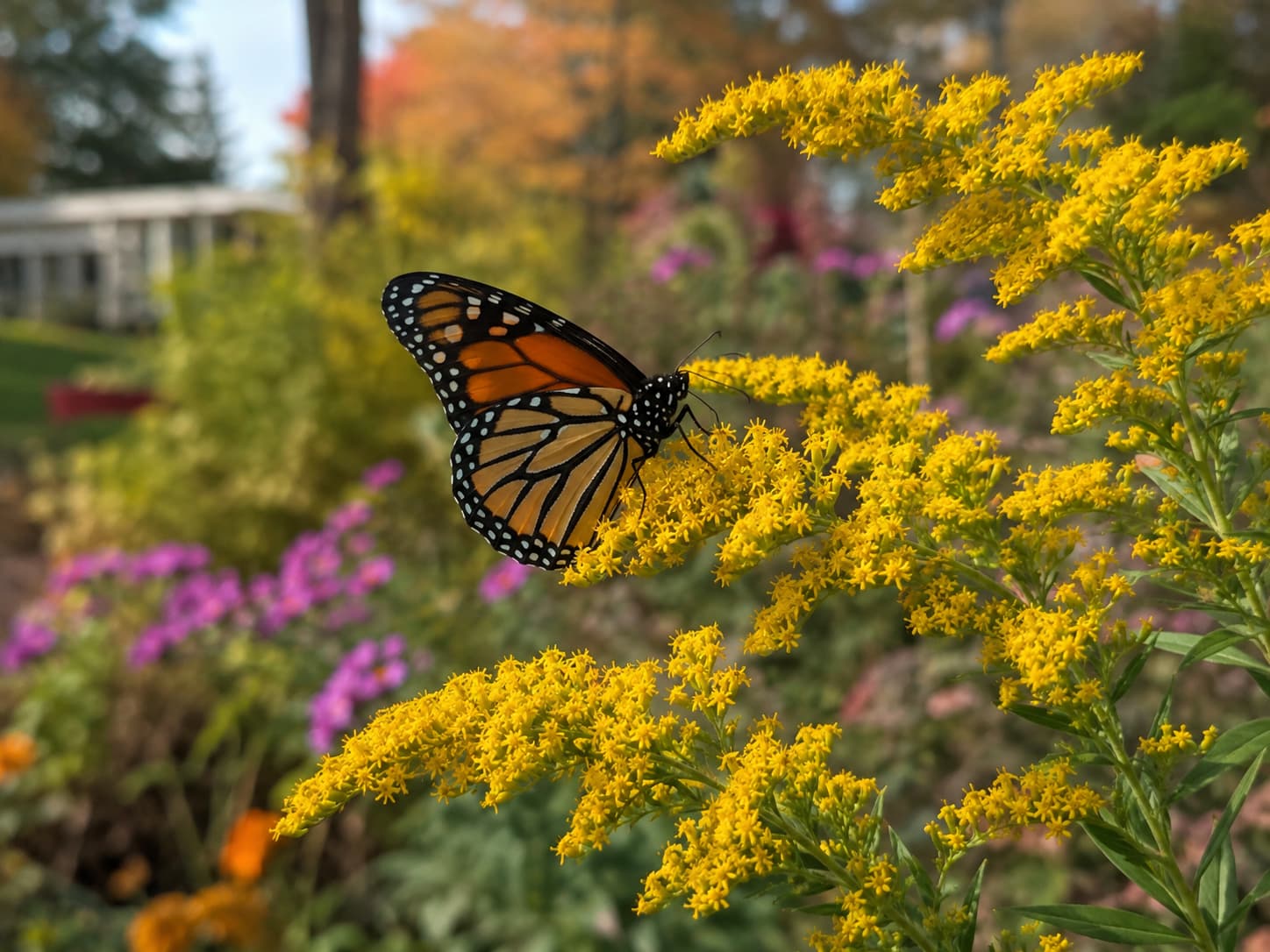 Monarch butterfly feeding on bright yellow goldenrod flowers during fall migration.