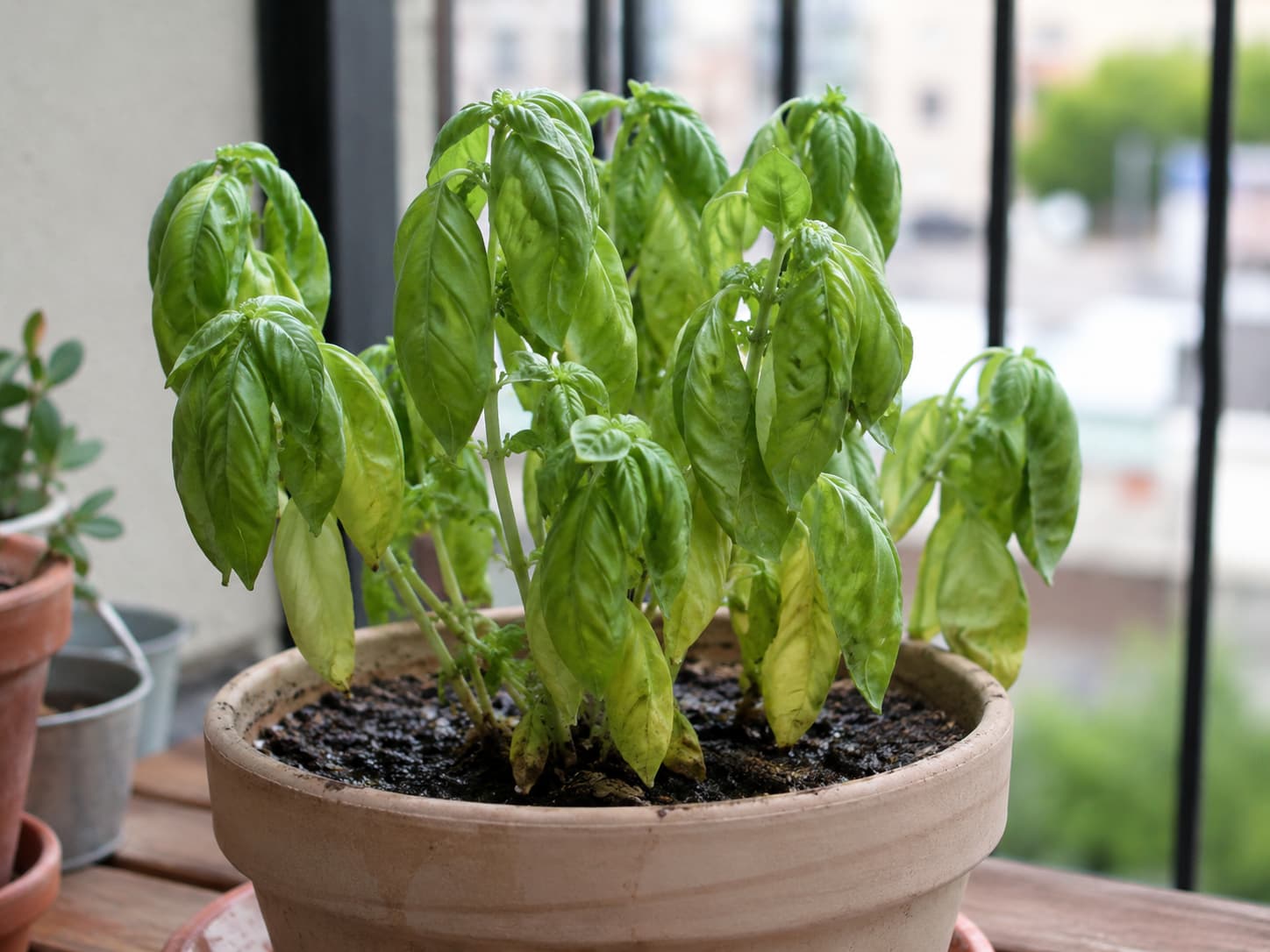 Basil plant wilting despite visibly moist potting mix, showing a common sign of overwatering and root stress.