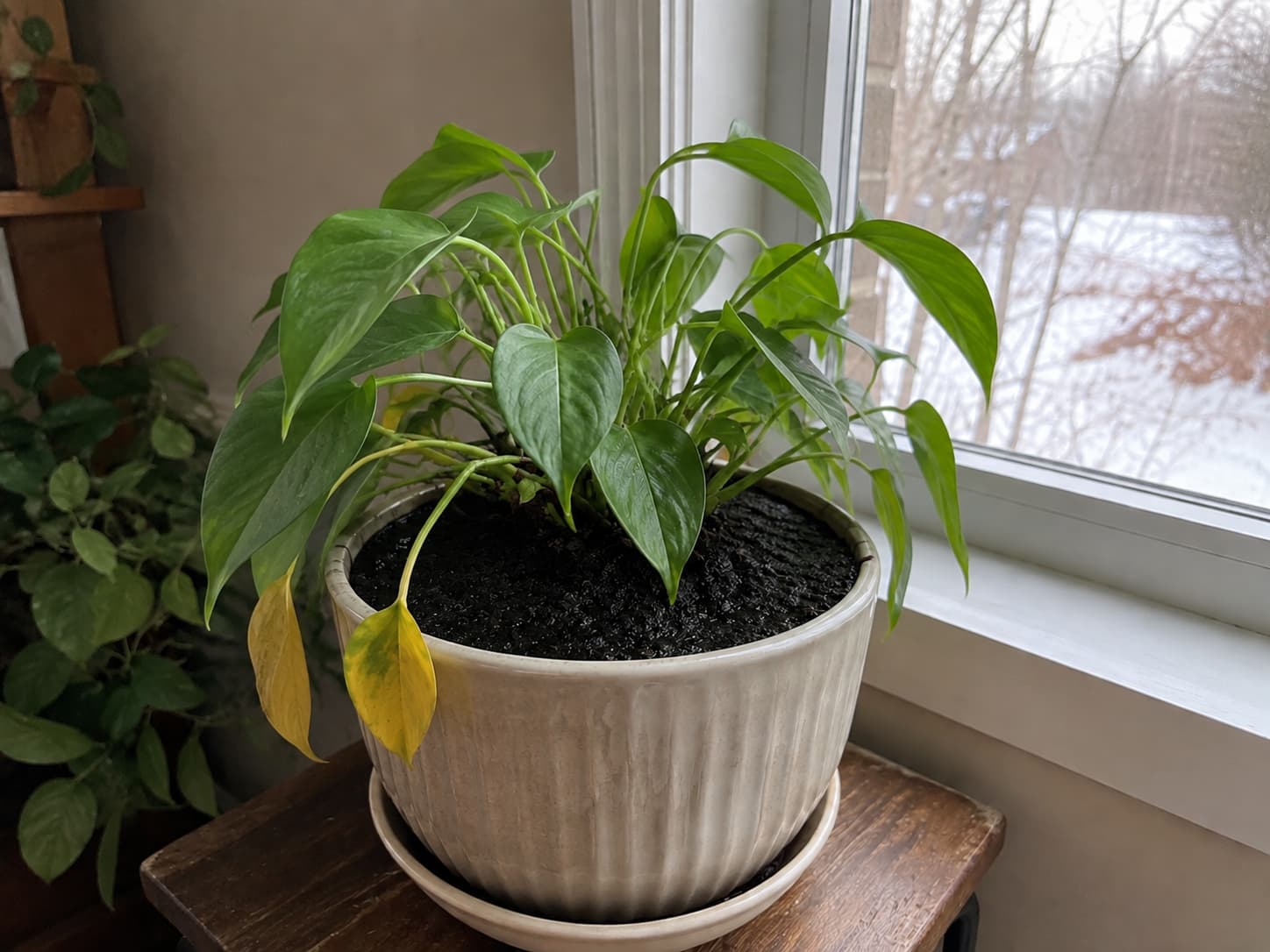 Houseplant with yellow lower leaves and persistently wet potting mix showing signs consistent with winter overwatering.