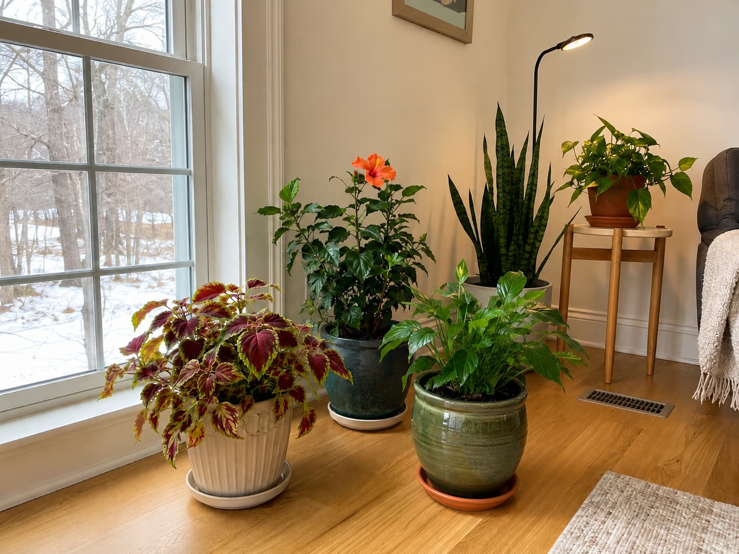 Overwintered potted plants arranged near a bright window with space from cold glass and heating vents, plus supplemental light nearby.