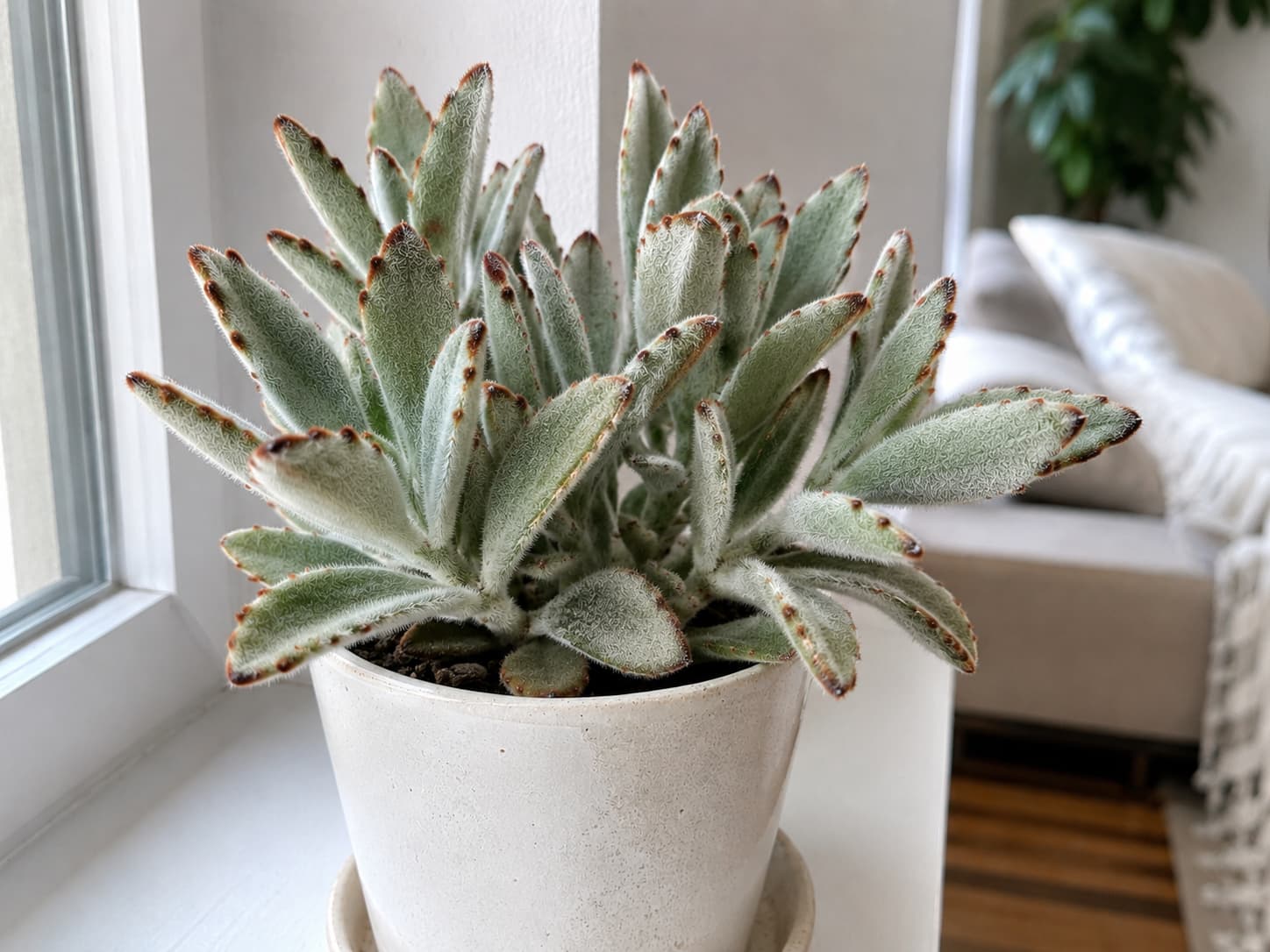Panda plant with soft fuzzy gray-green leaves and brown-edged markings growing in a bright indoor container.