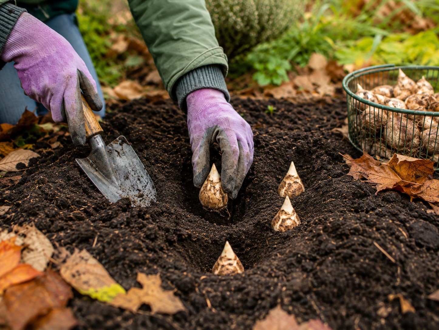 Gardener planting spring bulbs in cool fall soil as autumn leaves collect around a garden bed.