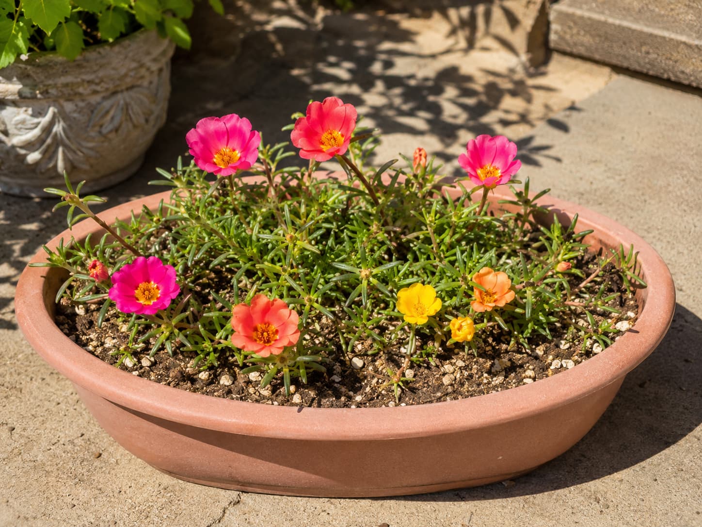 Portulaca moss rose flowering in a shallow container exposed to strong direct summer sun.