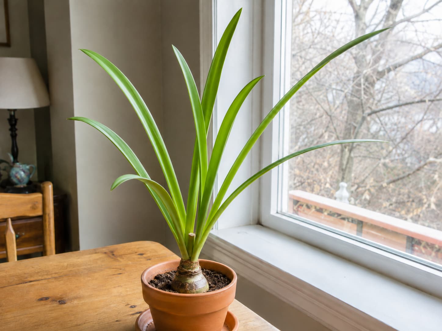 Post-bloom amaryllis growing healthy green leaves in bright light to rebuild bulb energy for the next flowering cycle.
