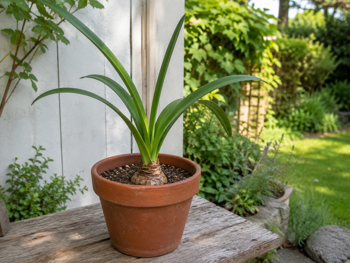 Potted amaryllis growing outdoors in summer in a sheltered bright spot after gradual acclimation from indoor light.