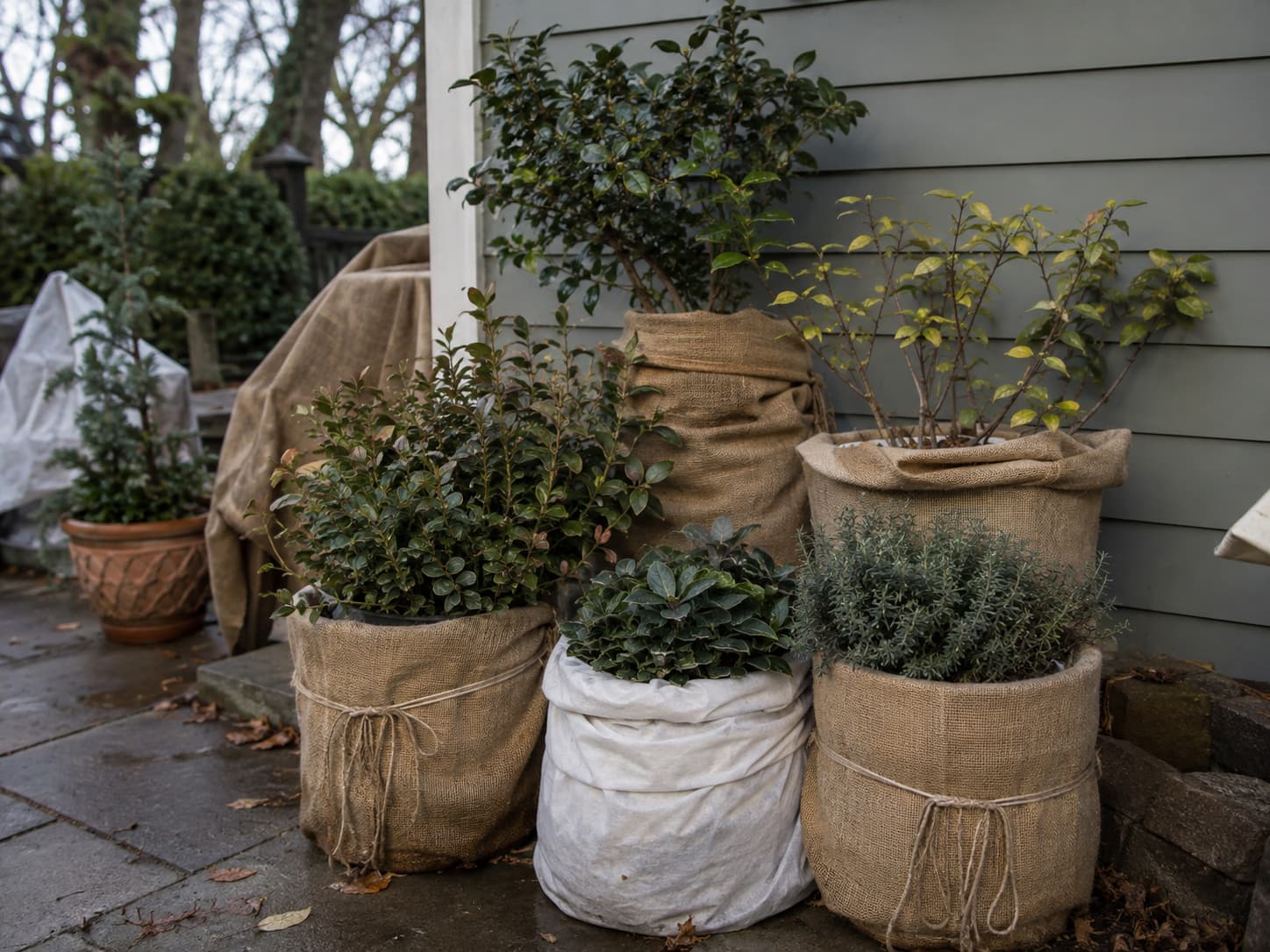 Potted plants grouped beside a sheltered wall with insulated containers before an overnight freeze.