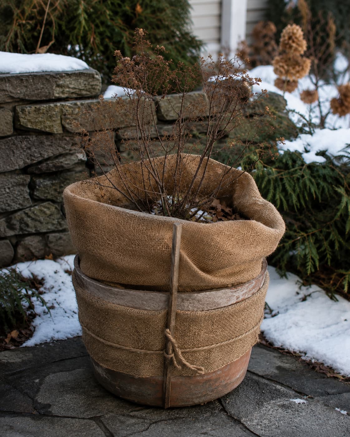 Potted shrub protected for winter with an insulated container and loose burlap supported around the branches.