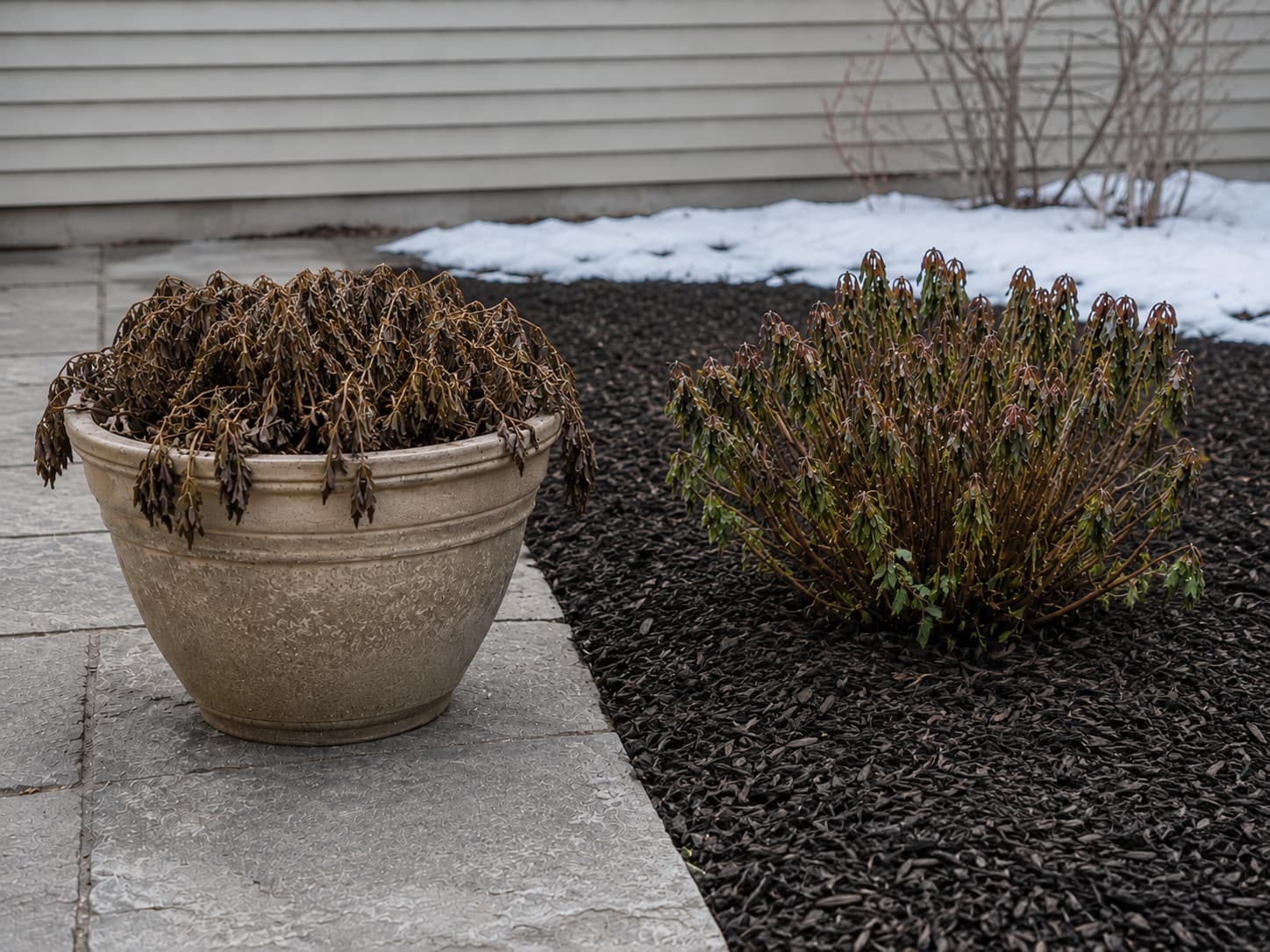 Outdoor potted plant exposed to winter cold beside a similar in-ground plant, illustrating the container root zone's greater exposure.