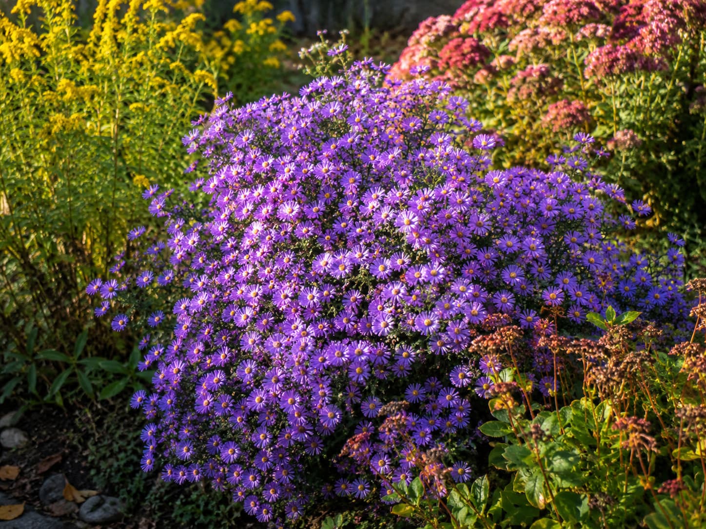 Purple asters covered in daisy-like petals beside other late-season perennials in full sun.