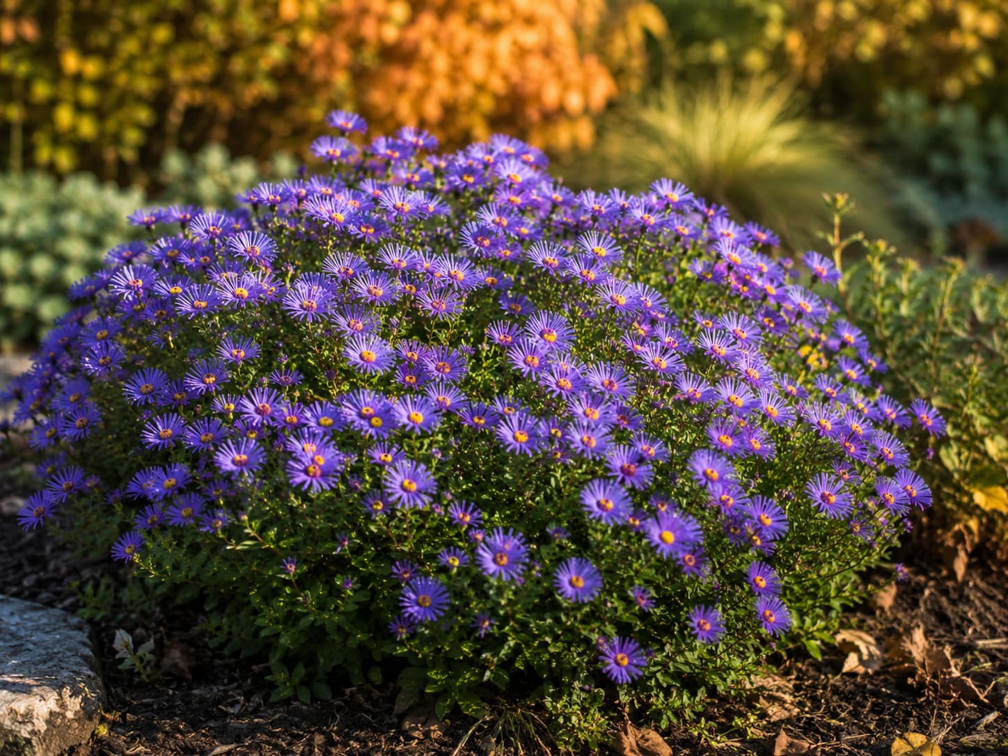 Purple Dome aster covered with purple daisy-like flowers in a sunny autumn garden.