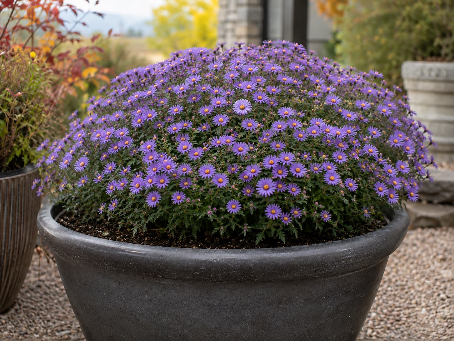Compact Purple Dome New England aster flowering in a large patio container during fall.