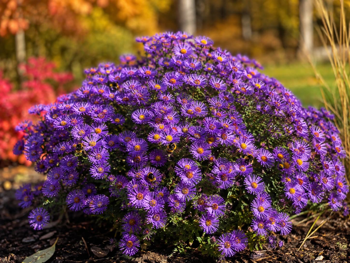 Purple Dome New England aster covered with deep purple flowers and visited by bumblebees in a sunny fall garden.