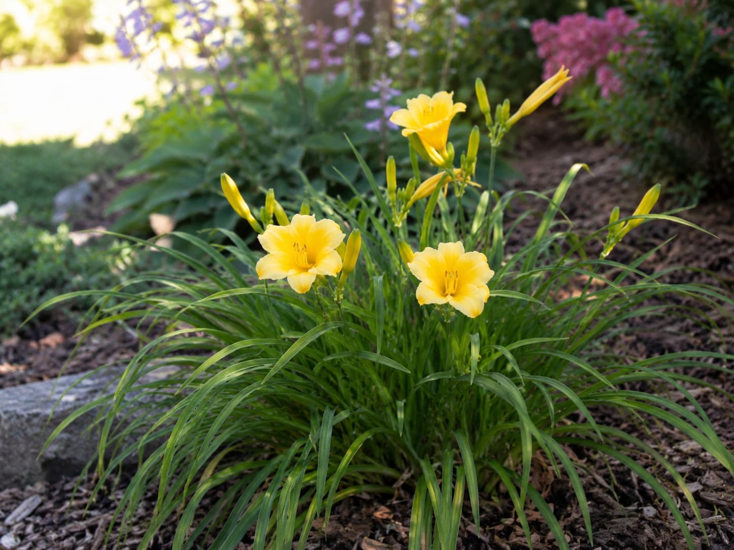 Compact reblooming daylily producing fresh yellow flowers in a sunny late-summer garden.