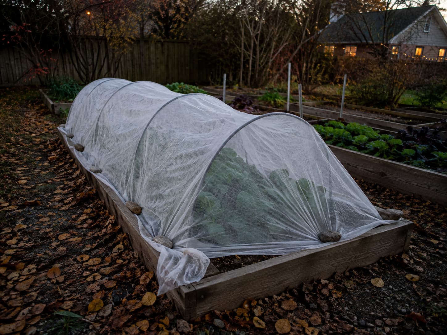 Reusable hoop tunnel covered with frost cloth over a raised garden bed on a cold autumn evening.