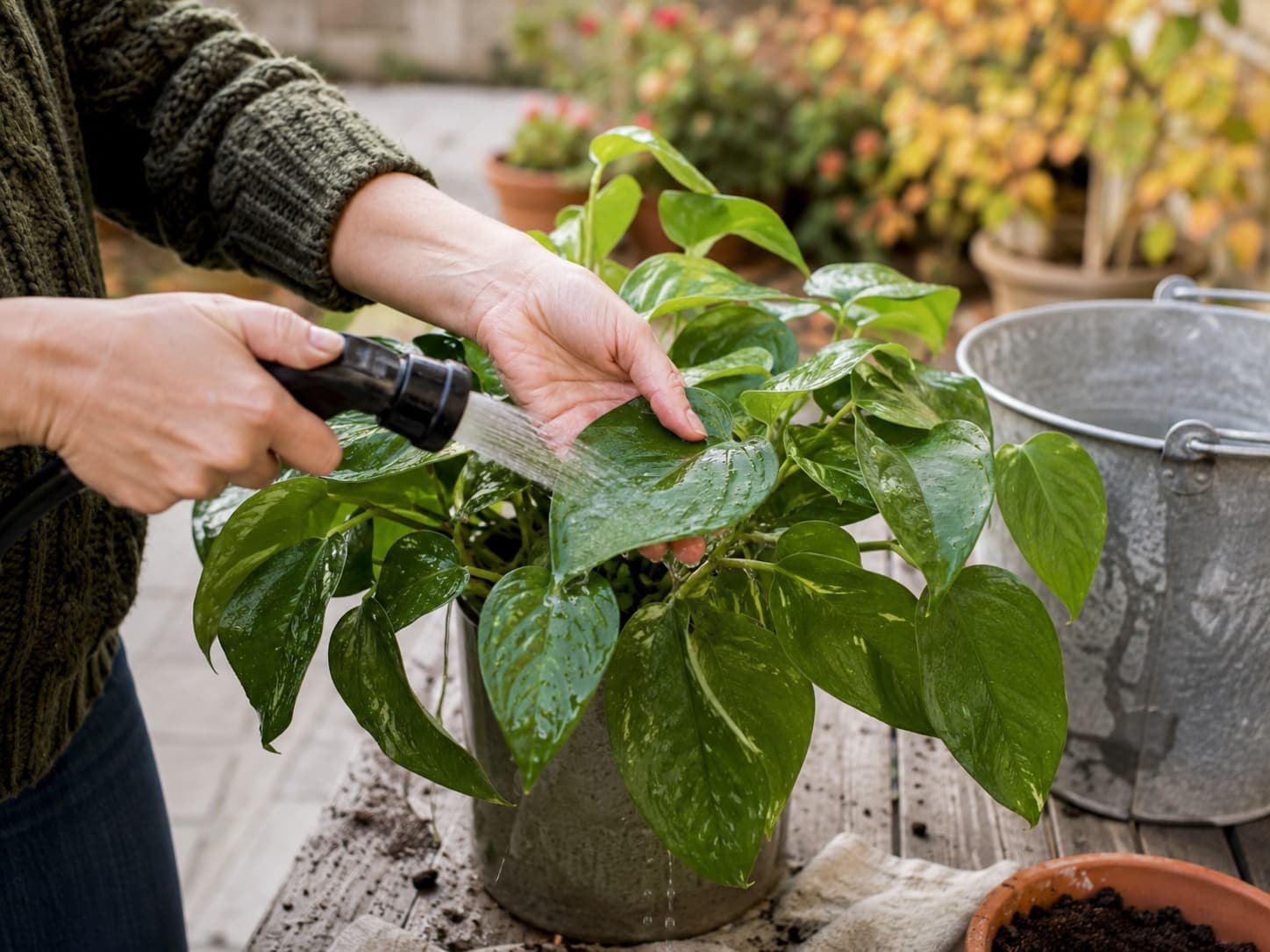 Gardener gently rinsing the tops and undersides of leaves on a potted plant outdoors before bringing it inside for winter.