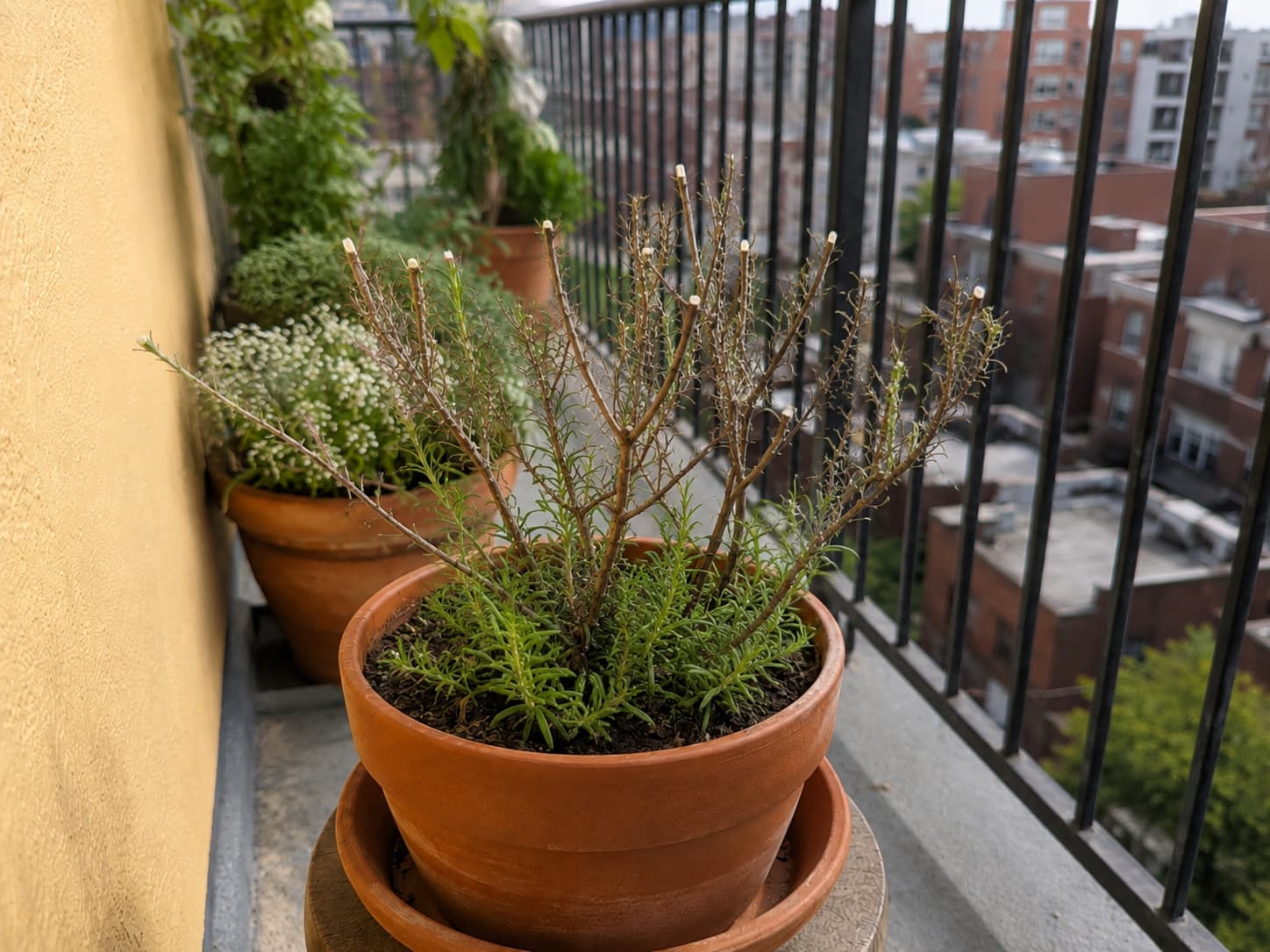 A heat-stressed rosemary plant cut back after a balcony heatwave, showing healthy new green shoots returning from the base.