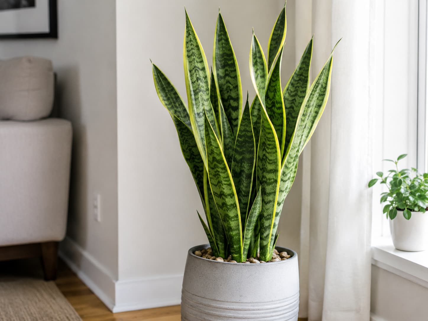 Healthy snake plant with upright sword-shaped leaves growing in a bright indoor room with limited direct sunlight.