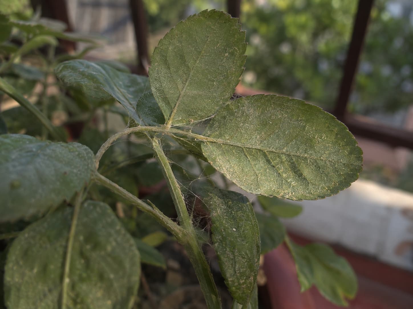 Heat-stressed plant leaves with pale stippling and fine spider mite webbing visible on the undersides in summer.