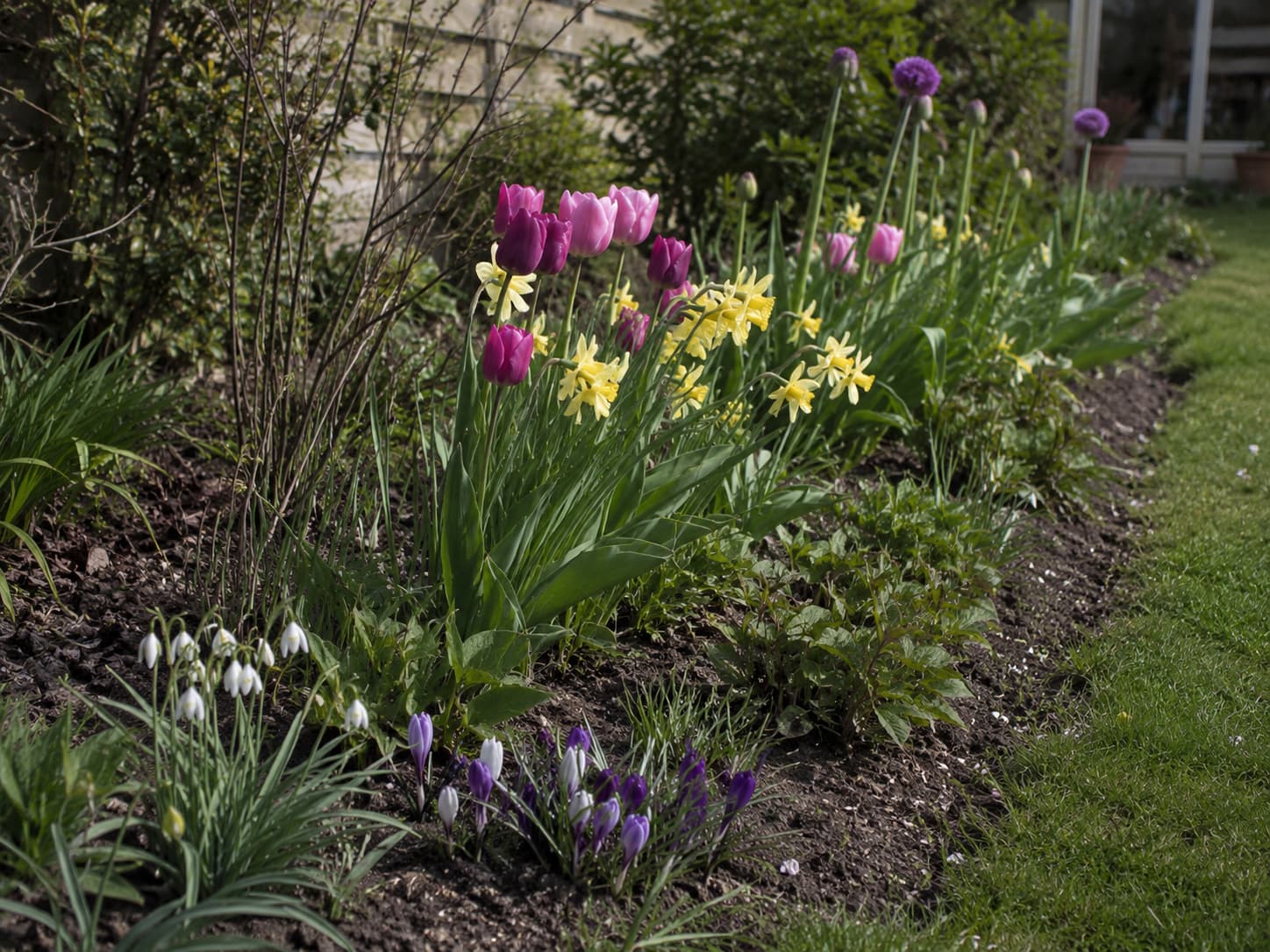 Spring garden combining early crocus and snowdrops, midseason daffodils and tulips, and later alliums for a long sequence of bloom.