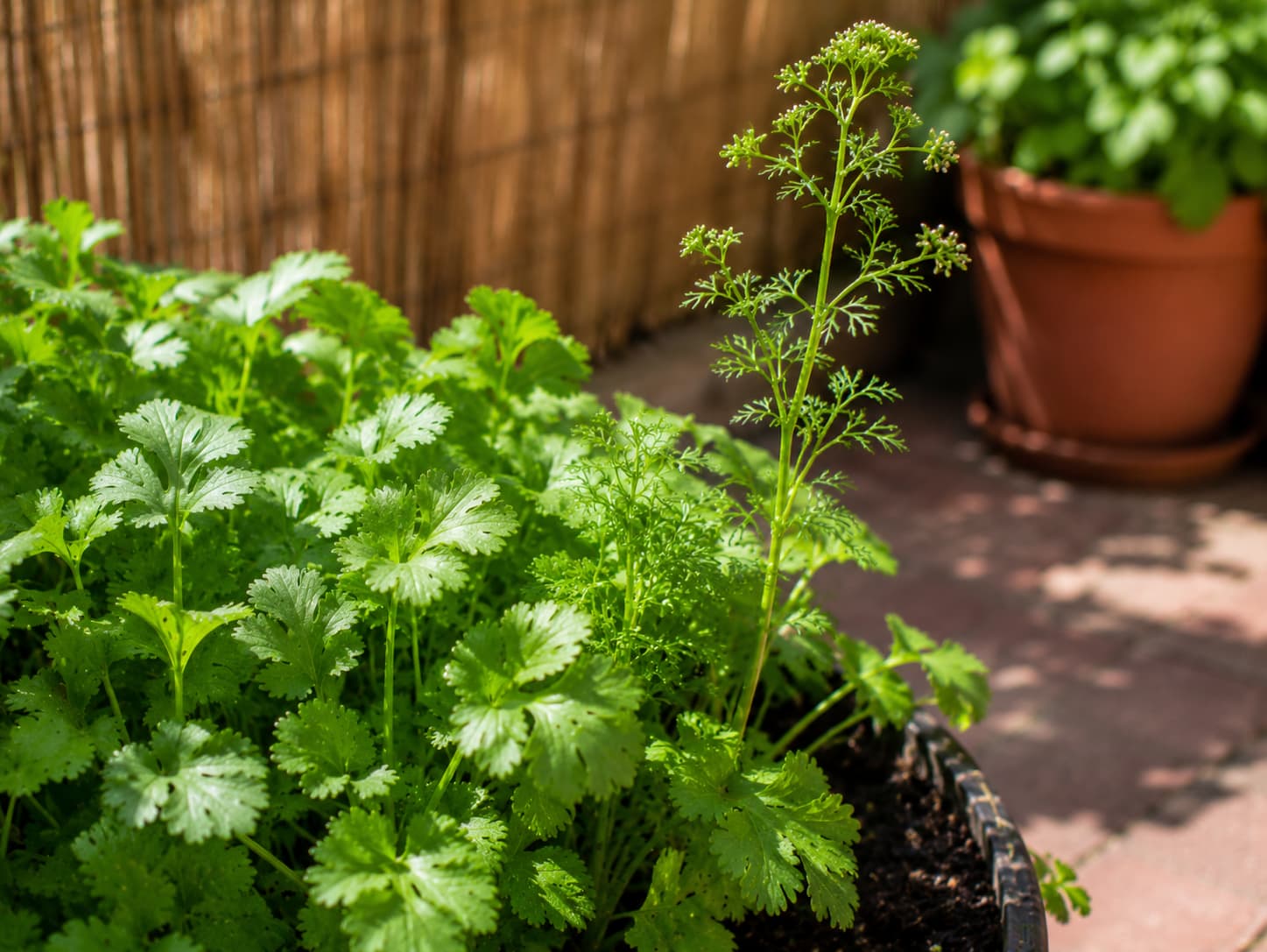 Cilantro growing in summer with leafy growth beside an early flower stalk, illustrating the challenge of heat-triggered bolting.