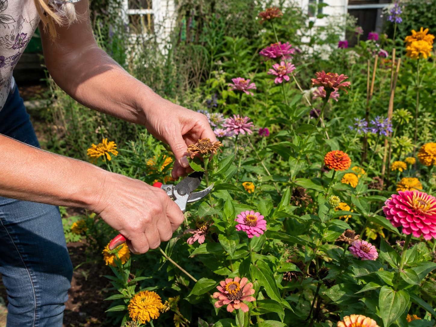 Gardener deadheading colorful summer flowers with hand pruners in a sunny garden bed.