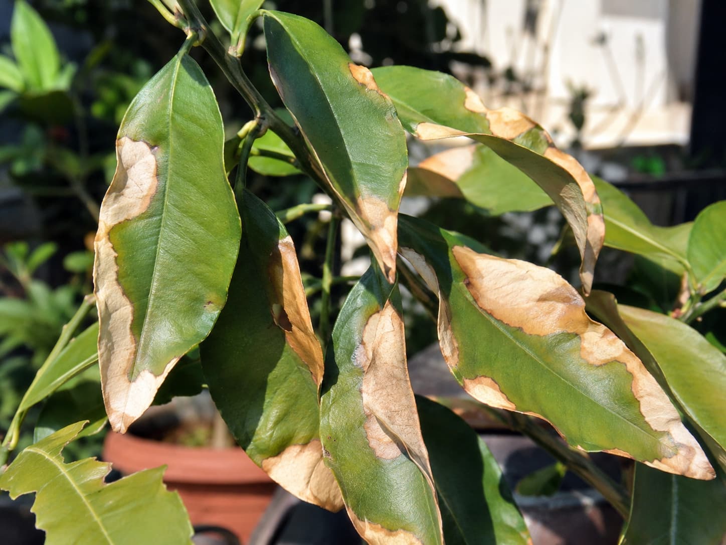 Leaves with pale dry scorch concentrated on the side exposed to strong summer sun.