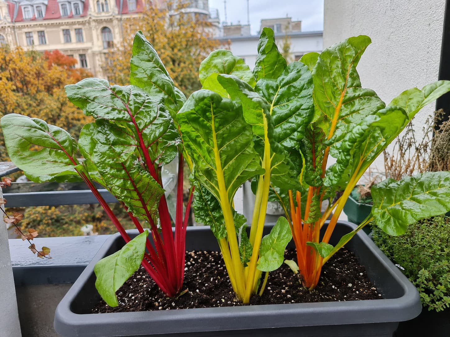 Colorful Swiss chard with red, yellow, and orange stems growing in a balcony container.