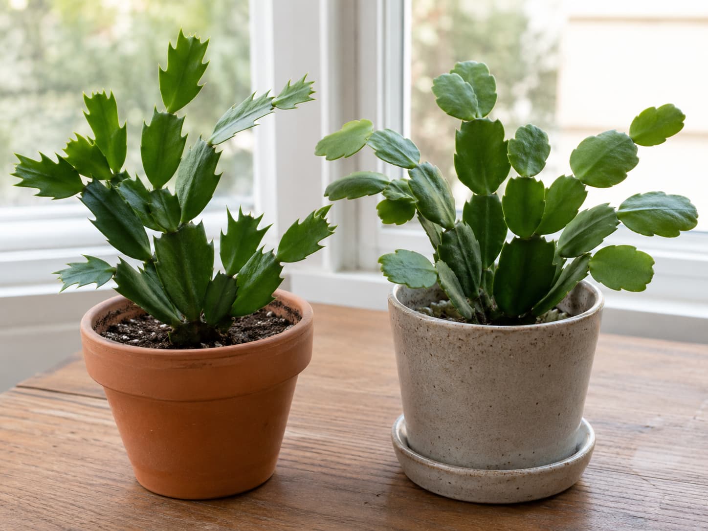 Thanksgiving cactus and Christmas cactus stem segments compared side by side, showing pointed versus rounded edges.
