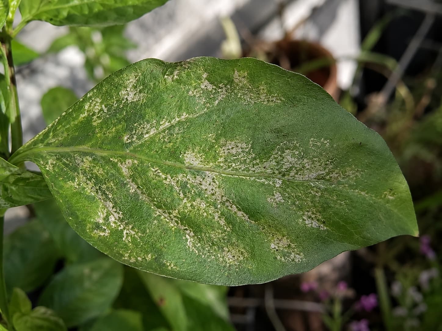 Plant leaf showing silvery thrips feeding scars with tiny dark specks on the surface.