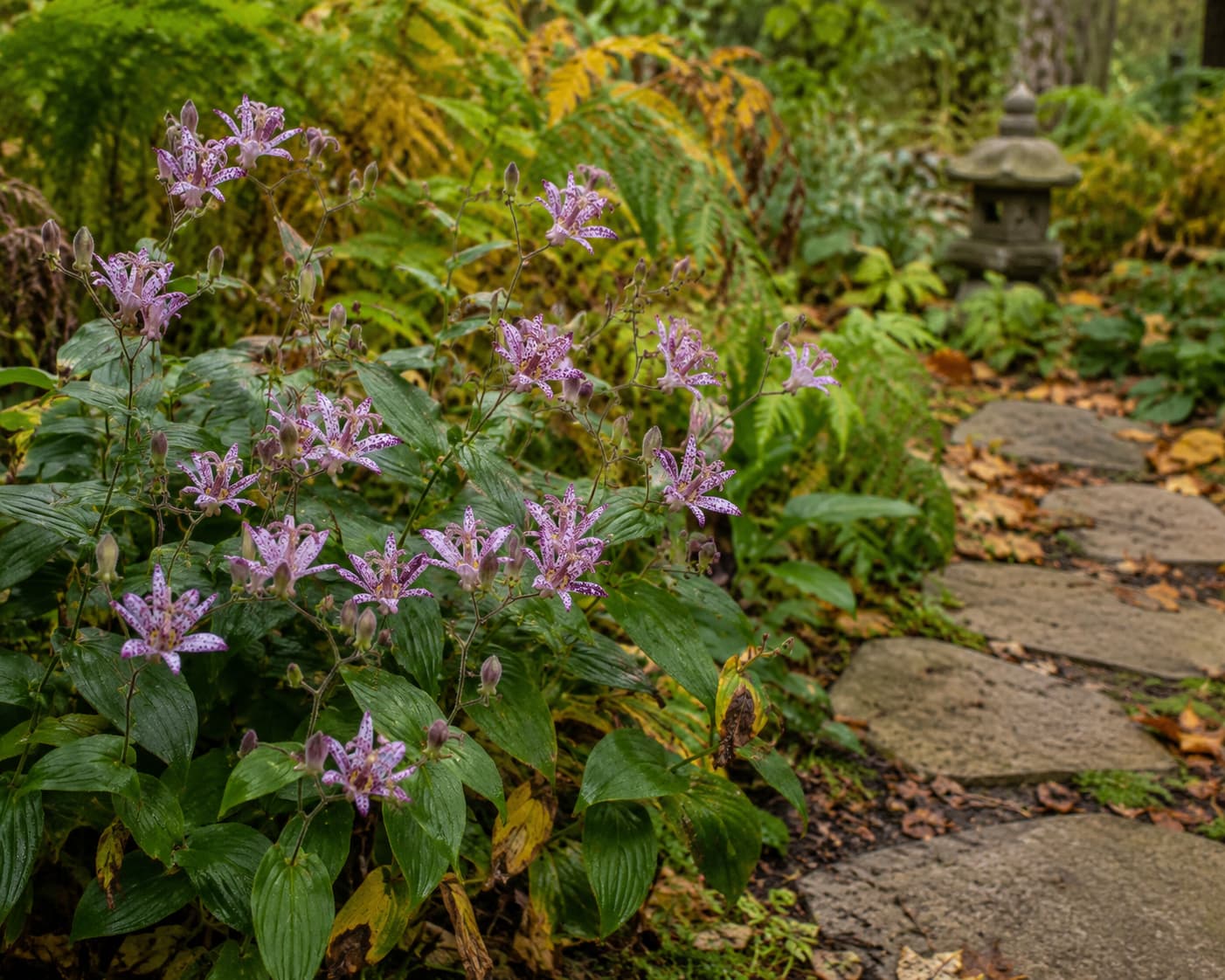 Toad lily with small spotted orchid-like petals beside a shaded garden path.