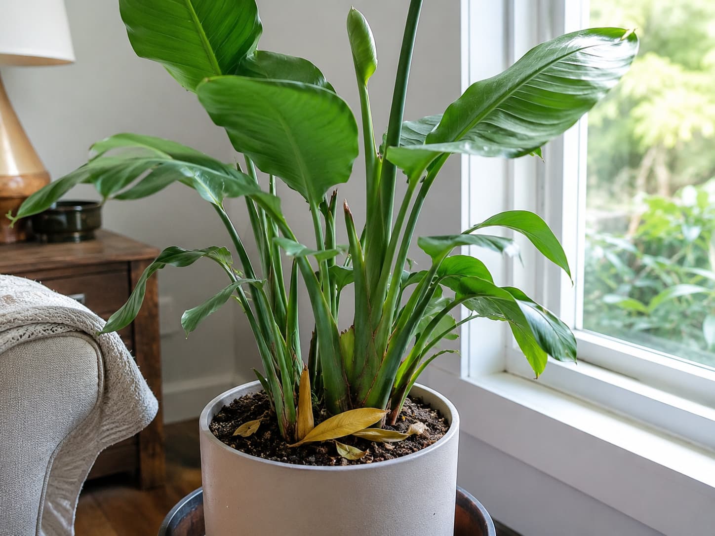 Recently moved tropical plant with a few yellow fallen leaves, firm green stems, and healthy new buds showing normal transition stress.