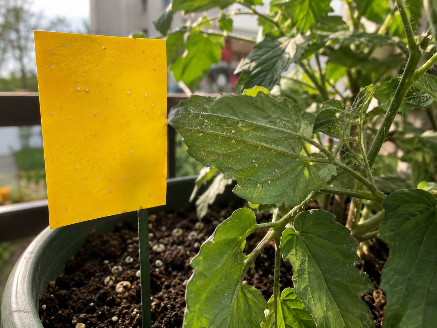 Yellow sticky trap positioned beside a container plant to monitor adult whiteflies near leaf undersides.