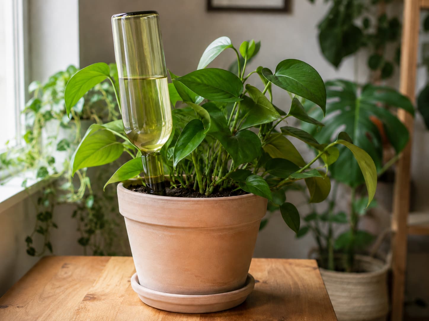 Narrow-neck wine bottle inserted into moist potting soil to provide slow vacation watering for a houseplant.