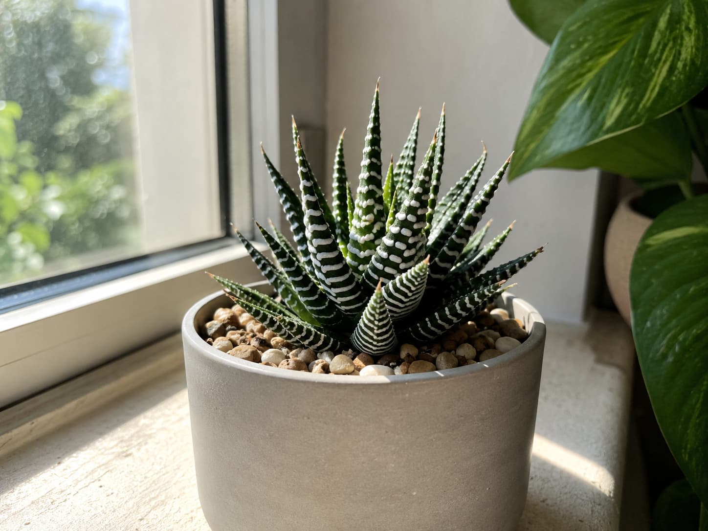 Compact Zebra Haworthia with dark green striped leaves growing in bright filtered light near an east-facing window.