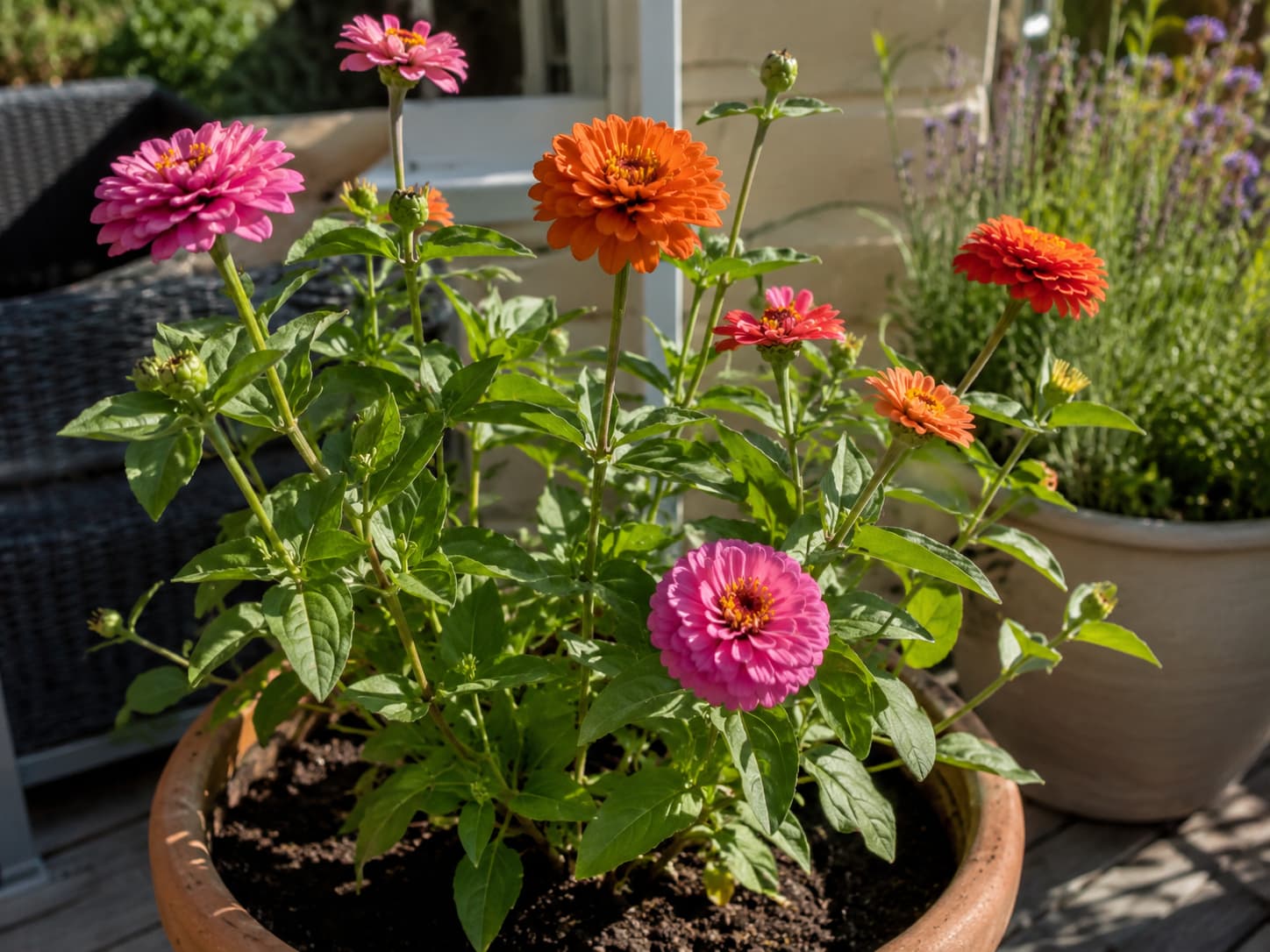 Healthy zinnia blooms growing in a sunny summer container with open spacing around the foliage.