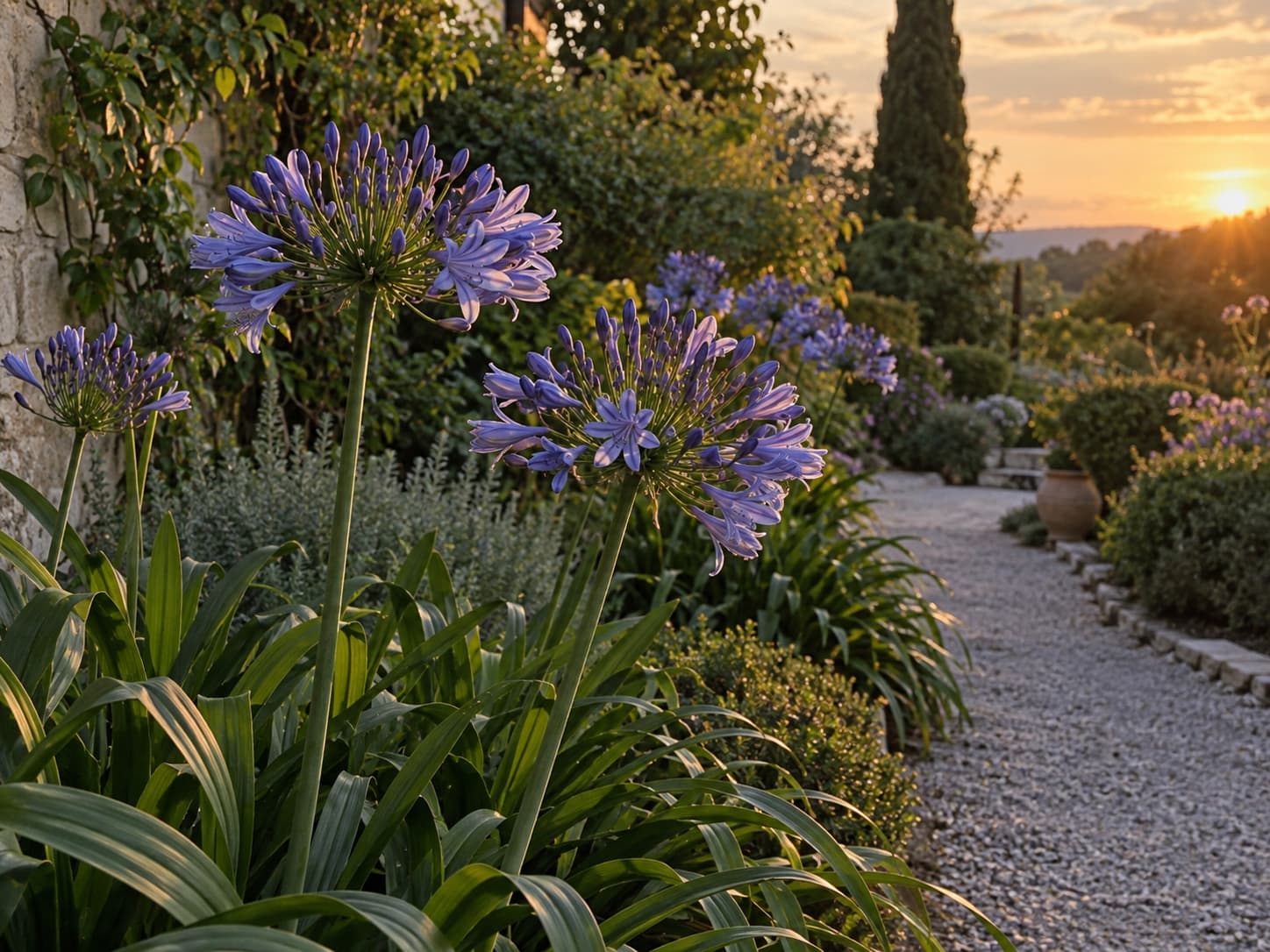 Agapanthus flowerheads catching the last light of sunset beside a garden path.