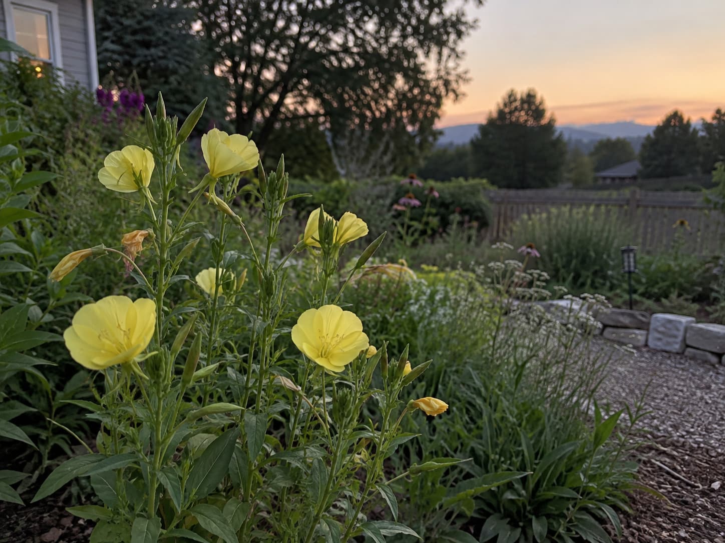 Evening primrose opening yellow flowers in a naturalistic garden as daylight fades.
