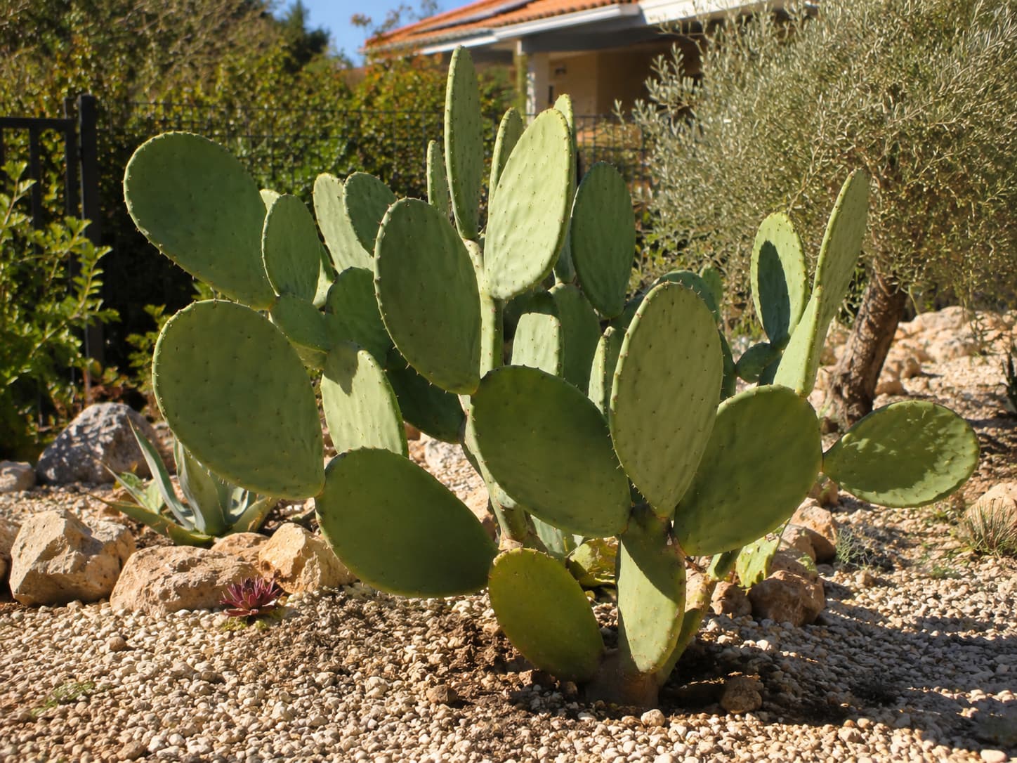 Healthy mature prickly pear cactus with firm green pads growing in a sunny, well-drained home garden.
