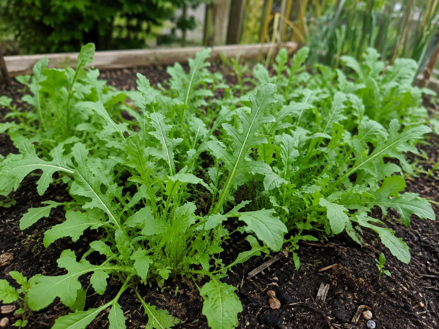 Healthy young salad arugula growing as a leafy green crop in a cool-season garden bed with naturally lobed leaves.