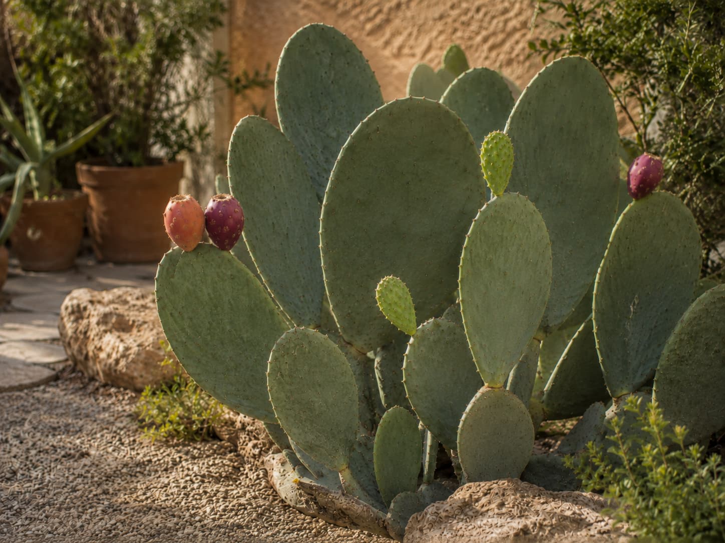 Ripe prickly pear fruit and young tender nopales shown as two different edible harvest stages on cultivated Opuntia.