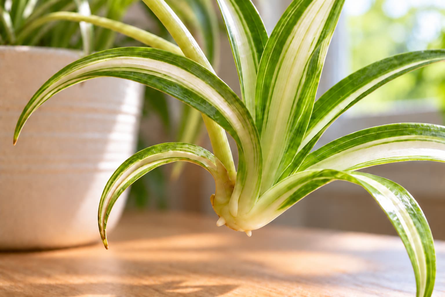 Close-up of the base of a spider plant plantlet showing small white root nubs between the leaf bases