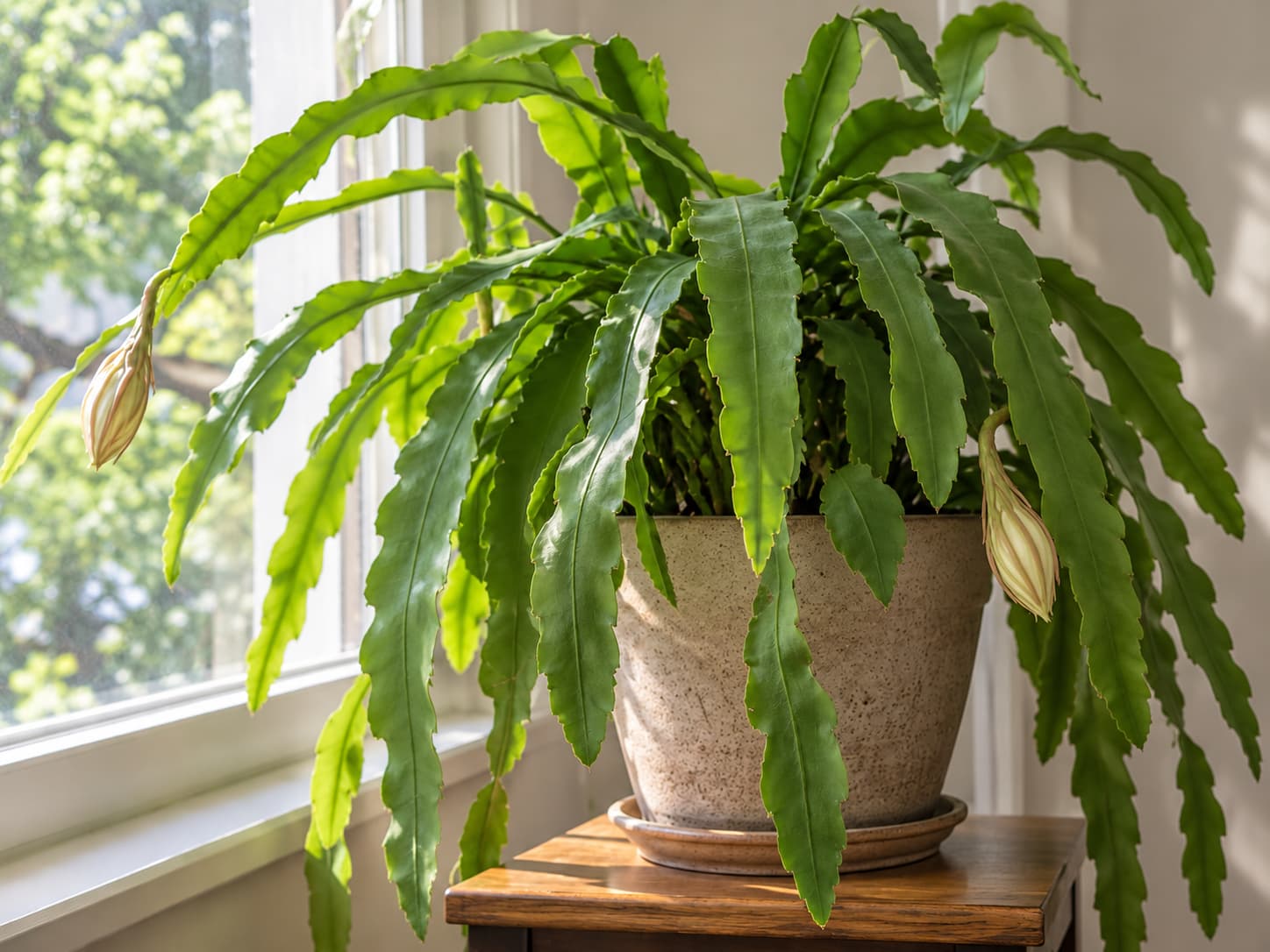Potted Epiphyllum oxypetalum with long, flat, scalloped green stems and unopened flower buds beside a bright window.