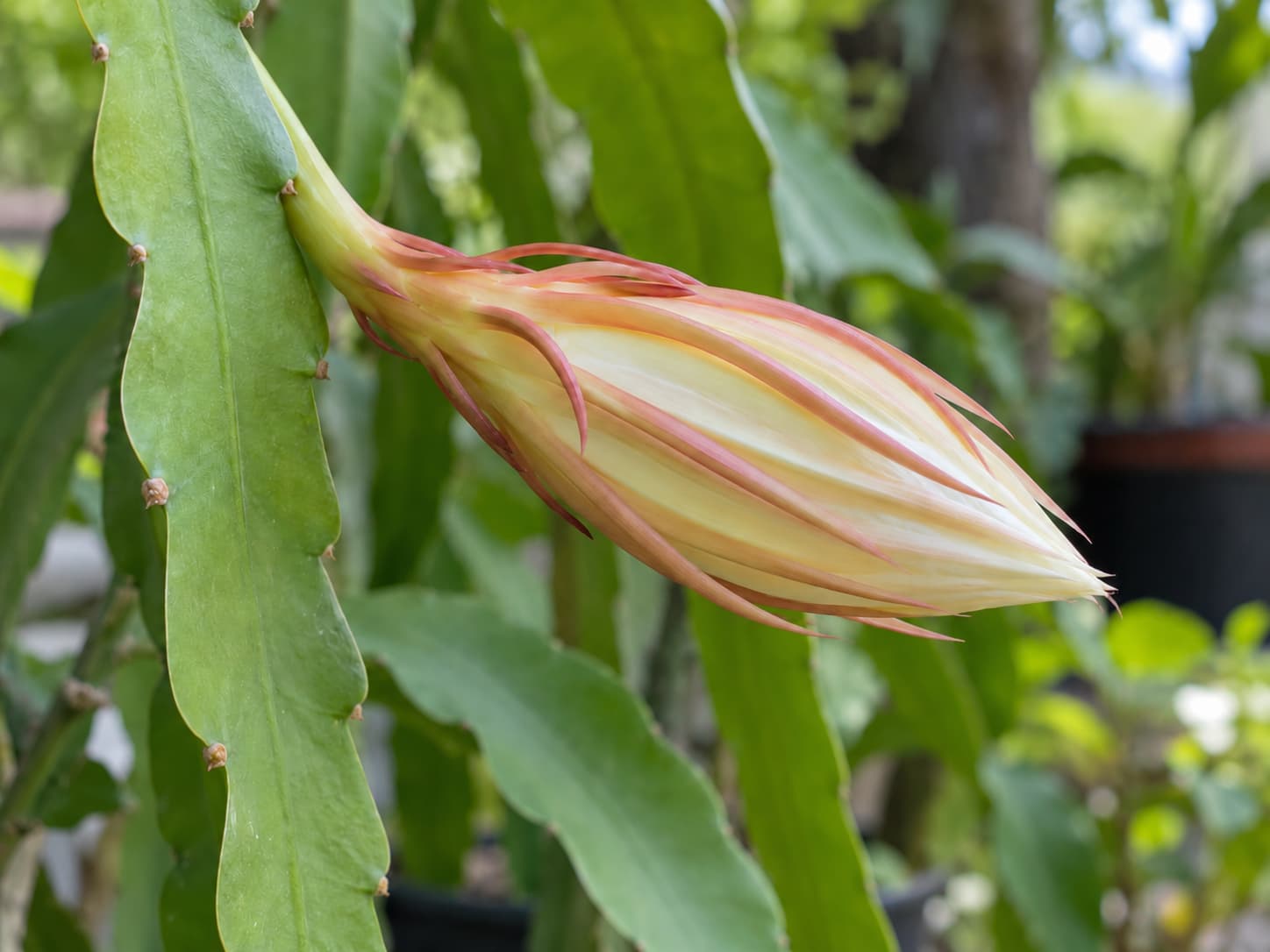 Elongated unopened Epiphyllum oxypetalum flower bud with pale pink bracts growing from a flat green stem.