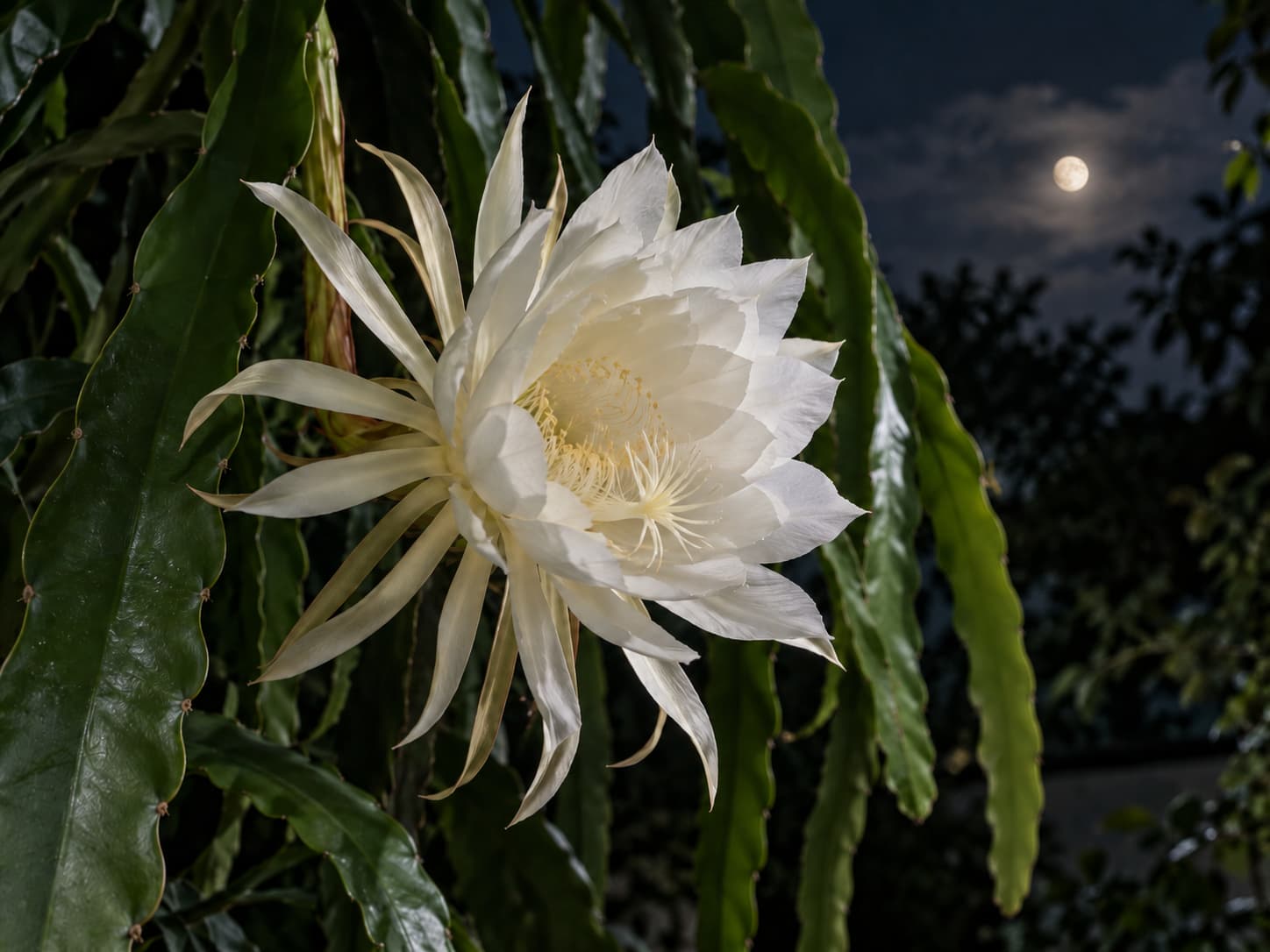 Large white Epiphyllum oxypetalum flower fully open among flat, scalloped green stems at night.