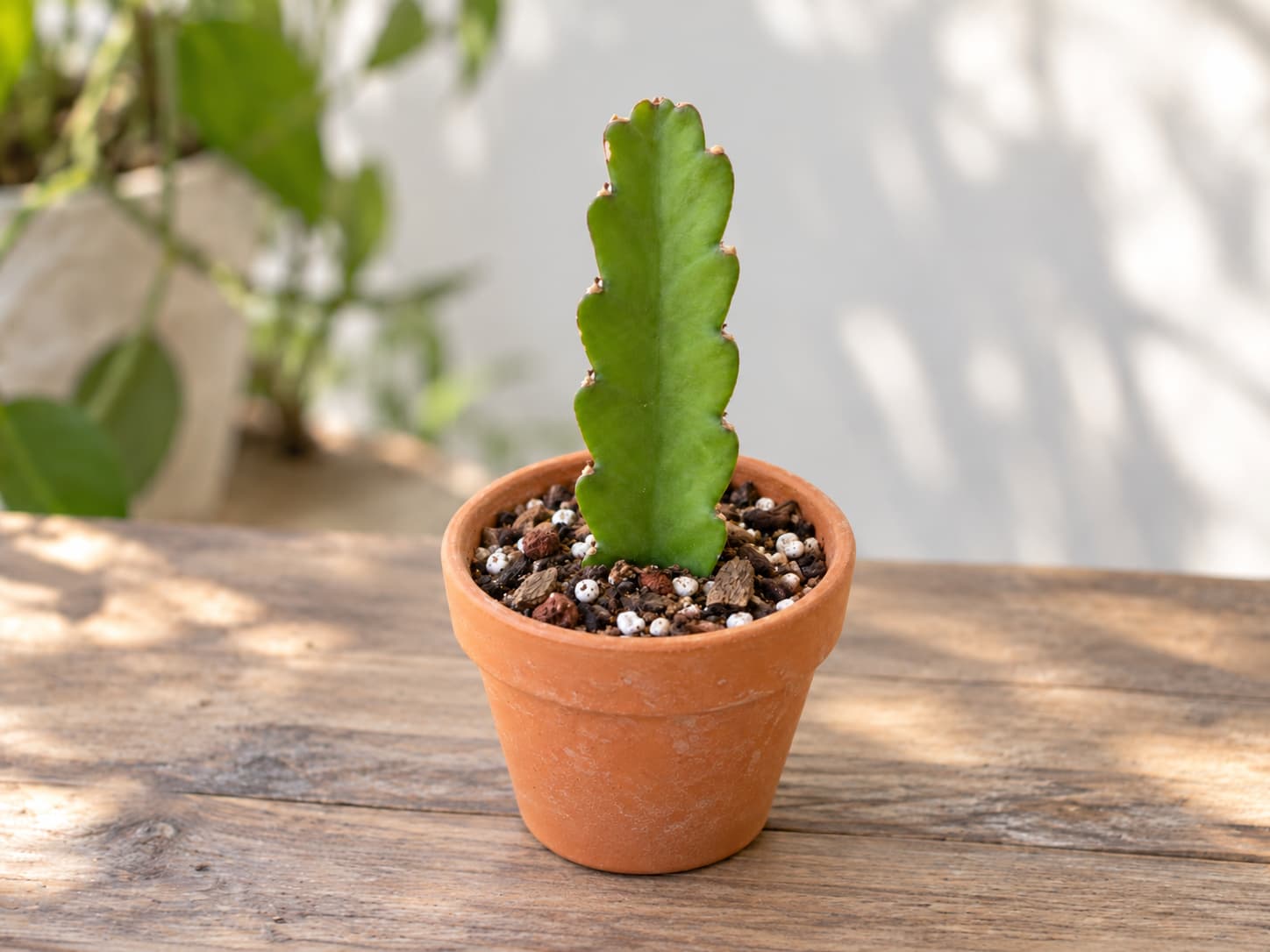 Upright Epiphyllum stem cutting planted in a small terracotta pot filled with airy bark and perlite potting mix.