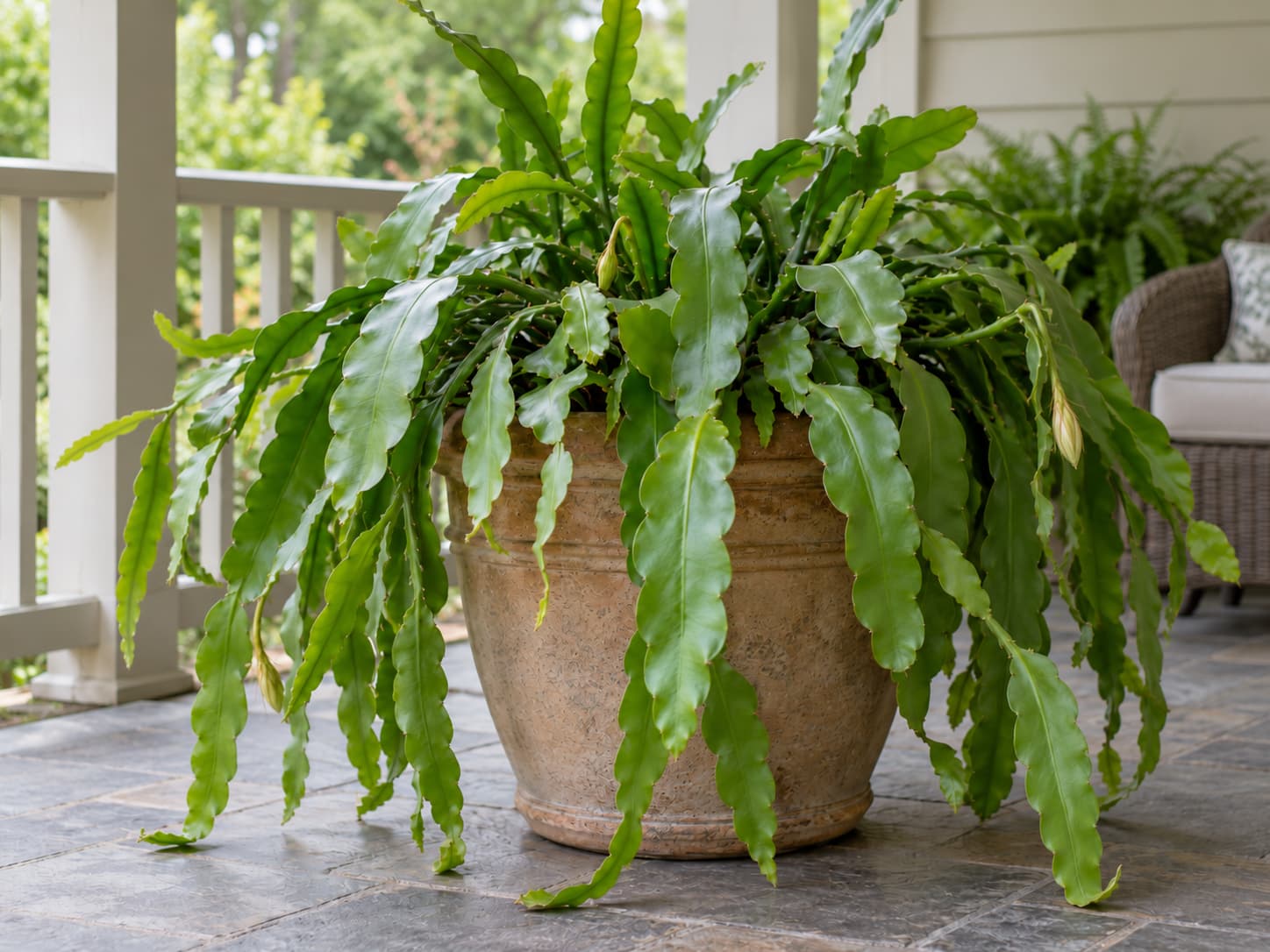 Potted night-blooming cereus with long, flat, scalloped green stems growing on a shaded porch in bright indirect light.