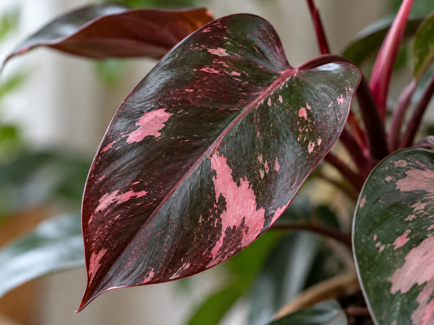 Pink Princess philodendron showing a dark green and burgundy leaf with irregular natural pink variegation.