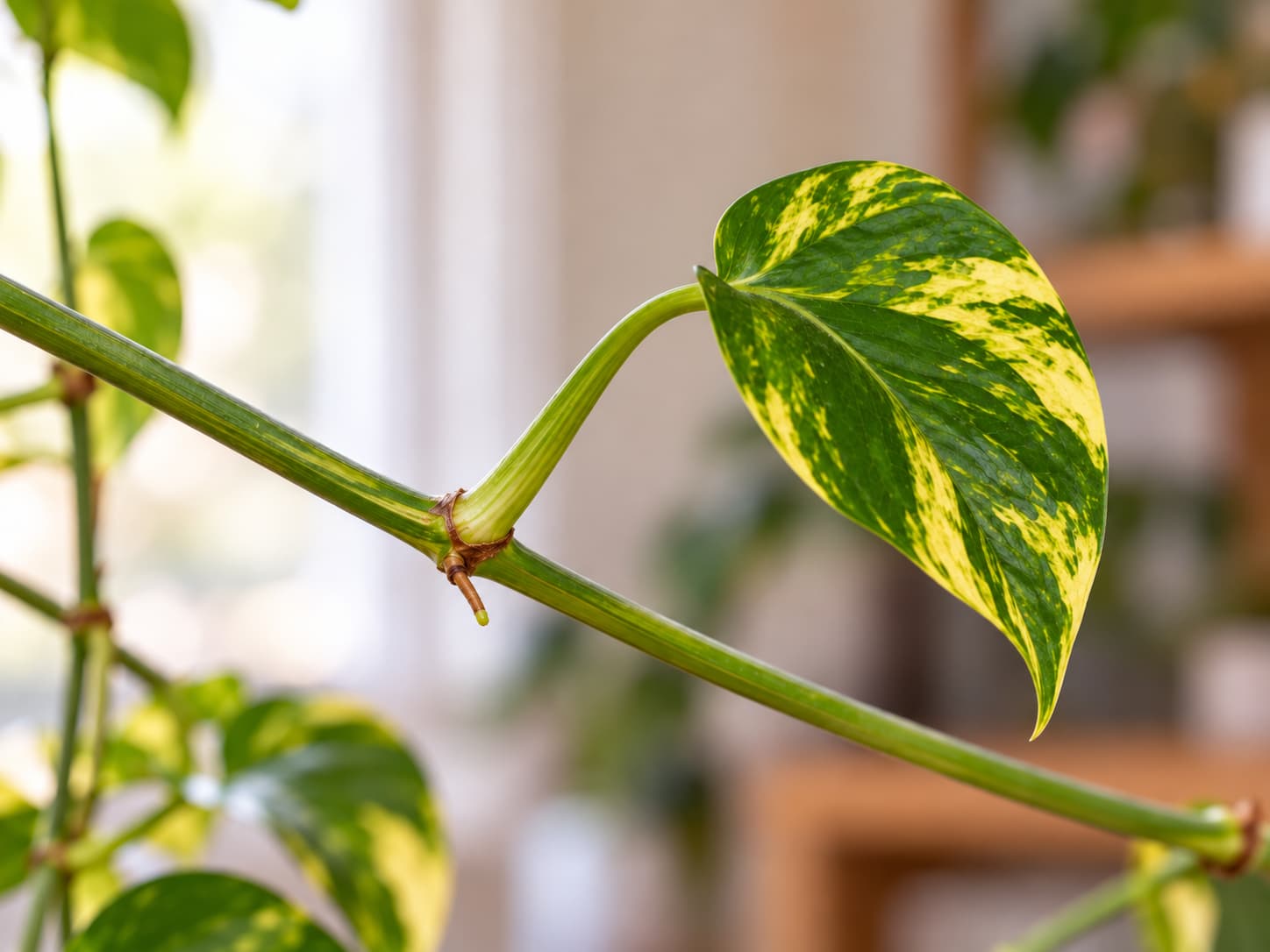 Close-up of a golden pothos vine showing the node where a leaf stalk and small aerial root join the main stem.